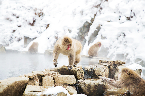 animals, nature and wildlife concept - japanese macaques or snow monkeys at hot spring of jigokudani park