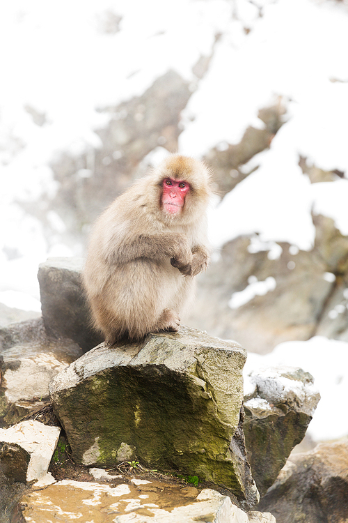 animals, nature and wildlife concept - japanese macaques or snow monkeys at hot spring edge of jigokudani park