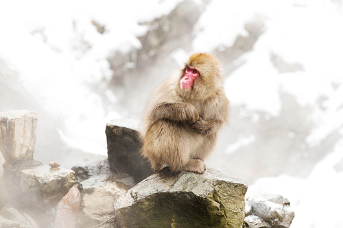 animals, nature and wildlife concept - japanese macaques or snow monkeys at hot spring edge of jigokudani park
