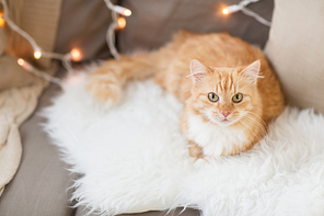 pets, christmas and hygge concept - red tabby cat on sofa with sheepskin at home in winter