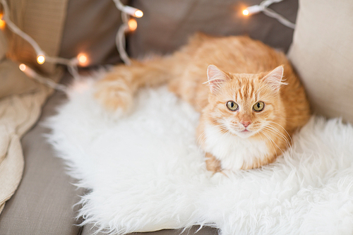 pets, christmas and hygge concept - red tabby cat on sofa with sheepskin at home in winter