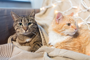 pets, christmas and hygge concept - two cats lying on sofa at home in winter