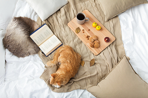 pets, hygge and domestic animal concept - red tabby cat lying on blanket with book, lemon tea and oatmeal cookies at home in winter