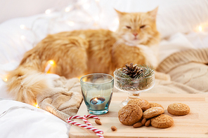 hygge and christmas concept - oatmeal cookies, candle in holder, fir twig decoration and cat in bed
