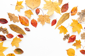 nature, season and botany concept - semicircle frame of different dry fallen autumn leaves on white background
