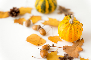 nature, season and botany concept - close up of pumpkin, acorns and autumn leaves on white background