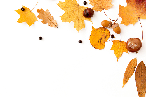 nature, season and botany concept - different dry fallen autumn leaves, chestnuts, acorns and aronia berries on white background