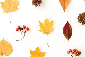 nature, season and botany concept - different dry fallen autumn leaves, rowanberries and pine cones on white background