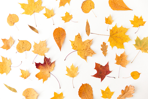 nature, season and botany concept - different dry fallen autumn leaves on white background