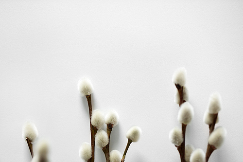 flora, plants and . concept - close up of pussy willow branches on white background