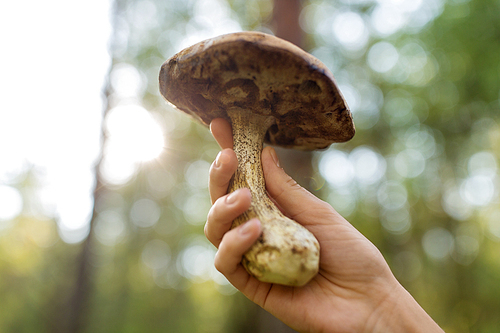 season, nature and leisure concept - close up of female hand holding mushroom in forest