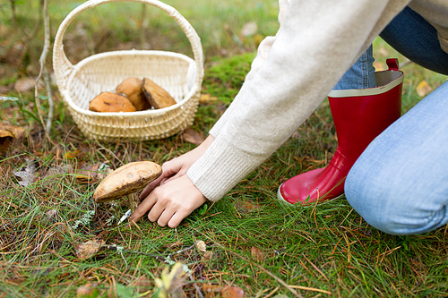 season, nature and leisure concept - young woman with basket and knife cutting mushroom in autumn forest