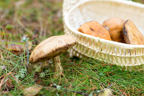 season, nature and leisure concept - wicker basket with brown cap boletus mushrooms in autumn forest