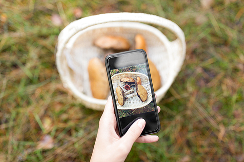 technology, nature and leisure concept - close up of woman photographing mushrooms in basket by smartphone in autumn forest