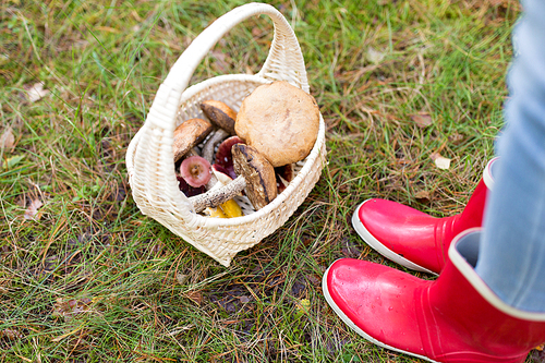 season, nature and leisure concept - basket of mushrooms and feet in rubber boots in forest