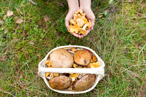 season, nature and leisure concept - woman hands holding chanterelles and basket of mushrooms on grass in forest