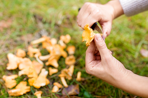 season, nature and leisure concept - female hands cleaning chanterelles by knife and basket of mushrooms on grass in forest