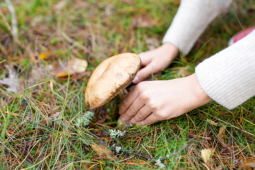 season, nature and leisure concept - close up of hands picking mushroom in autumn forest