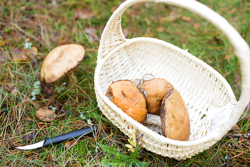 season, nature and leisure concept - wicker basket with brown cap boletus mushrooms and knife in autumn forest