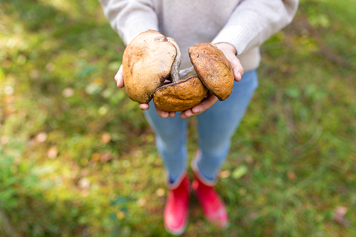 season, nature and leisure concept - close up of woman hands holding mushrooms in forest