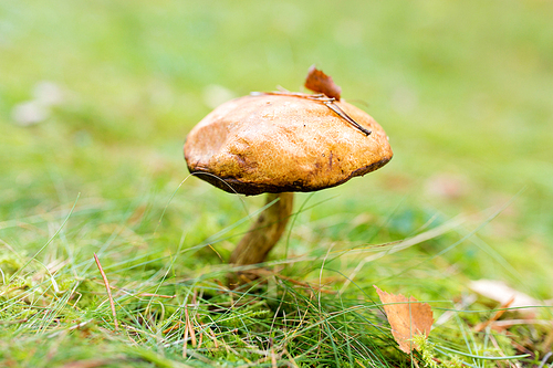 nature, environment and mushrooms concept - brown cap boletus growing in autumn forest