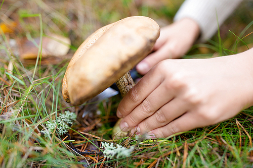 season, nature and leisure concept - close up of hands picking mushroom in autumn forest