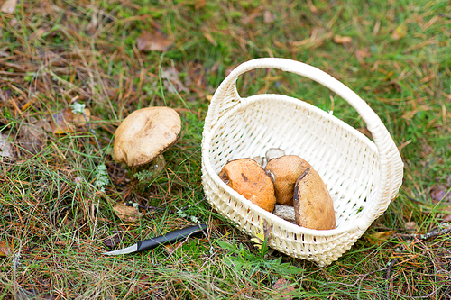 season, nature and leisure concept - wicker basket with brown cap boletus mushrooms and knife in autumn forest