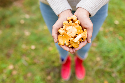 season, nature and leisure concept - close up of woman hands holding chanterelles mushrooms in forest