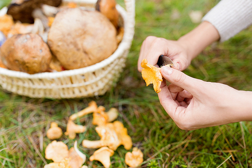 season, nature and leisure concept - female hands cleaning chanterelles by knife and basket of mushrooms on grass in forest