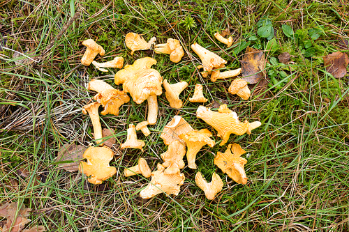 season, nature and mushroom picking concept - pile of chanterelles on ground in autumn forest