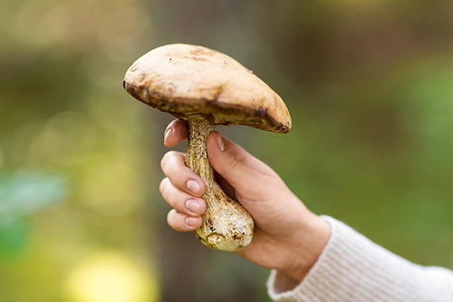 season, nature and leisure concept - close up of female hand holding mushroom in forest