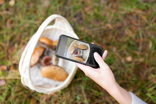 technology, nature and leisure concept - close up of woman photographing mushrooms in basket by smartphone in autumn forest