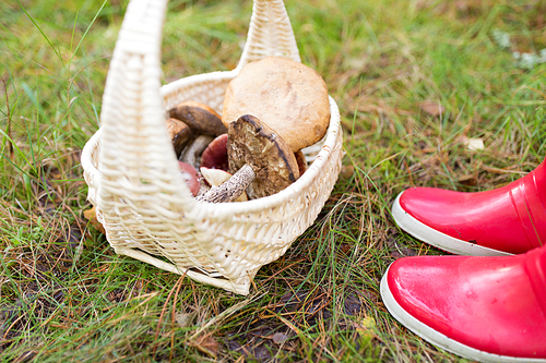 season, nature and leisure concept - basket of mushrooms and feet in rubber boots in forest