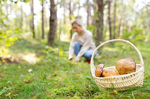 season, nature and leisure concept - wicker basket with brown cap boletus and young woman picking mushrooms in autumn forest