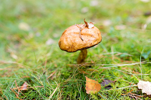 nature, environment and mushrooms concept - brown cap boletus growing in autumn forest