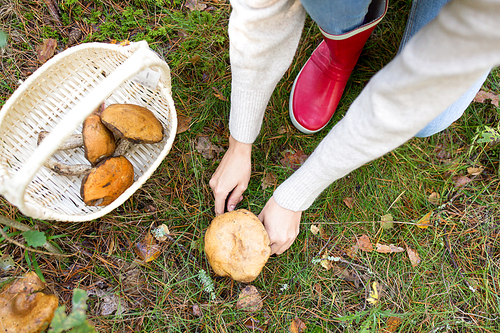 season, nature and leisure concept - young woman with basket and knife cutting mushroom in autumn forest