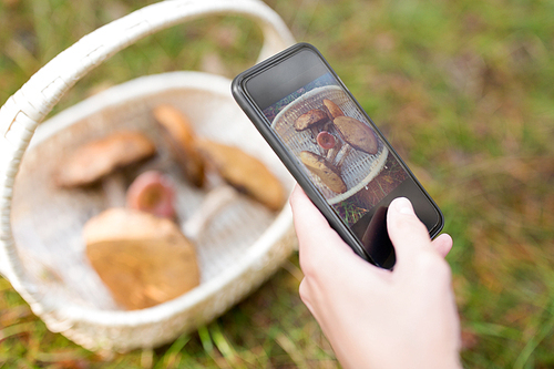 technology, nature and leisure concept - close up of woman photographing mushrooms in basket by smartphone in autumn forest