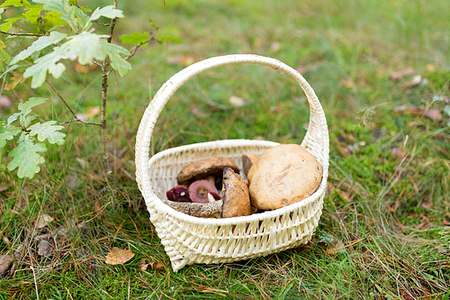 season, nature and leisure concept - wicker basket with brown cap boletus mushrooms in autumn forest