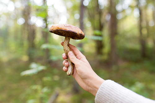 season, nature and leisure concept - close up of female hand holding mushroom in forest