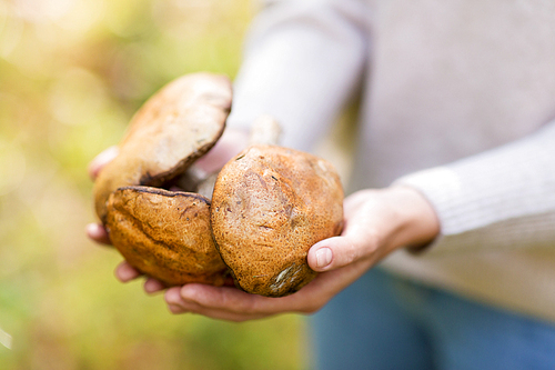 season, nature and leisure concept - close up of woman hands holding mushrooms in forest