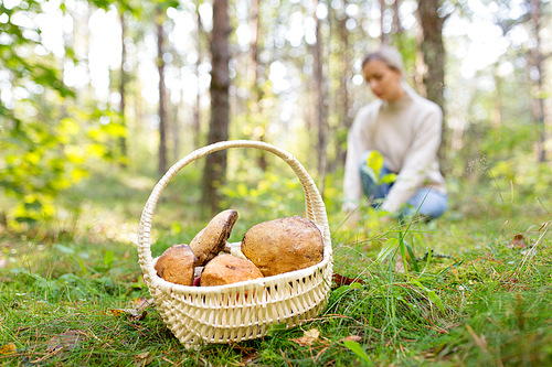 season, nature and leisure concept - wicker basket with brown cap boletus and young woman picking mushrooms in autumn forest