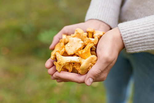 season, nature and leisure concept - close up of woman hands holding chanterelles mushrooms in forest