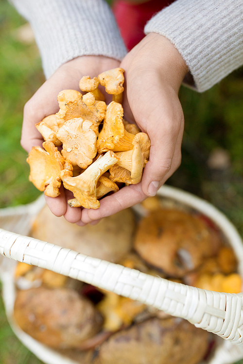 season, nature and leisure concept - close up of hands holding chanterelles and basket of mushrooms on grass in forest