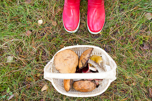 season, nature and leisure concept - basket of mushrooms and feet in rubber boots in forest