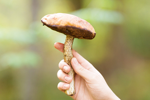 season, nature and leisure concept - close up of female hand holding mushroom in forest