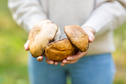 season, nature and leisure concept - close up of woman hands holding mushrooms in forest