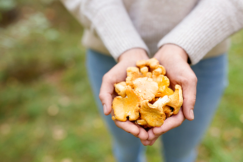 season, nature and leisure concept - close up of woman hands holding chanterelles mushrooms in forest