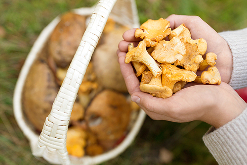 season, nature and leisure concept - close up of hands holding chanterelles and basket of mushrooms on grass in forest