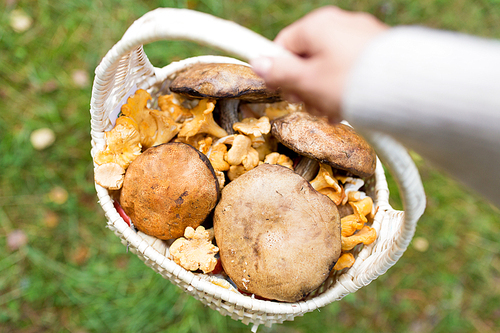 season, nature and leisure concept - close up of young woman with basket of mushrooms in autumn forest