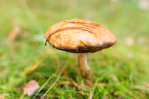 nature, environment and mushrooms concept - brown cap boletus growing in autumn forest